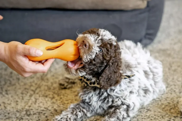 Cuidando do Bem-Estar dos Seus Amigos Peludos: Produtos Essenciais para Cães e Gatos