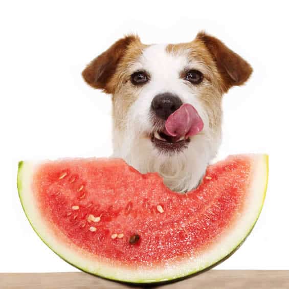 Frutas Permitidas para Cães