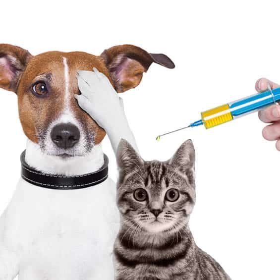 Reação de Vacina em Cães e Gatos: Quais São os Sinais e o Que Fazer?